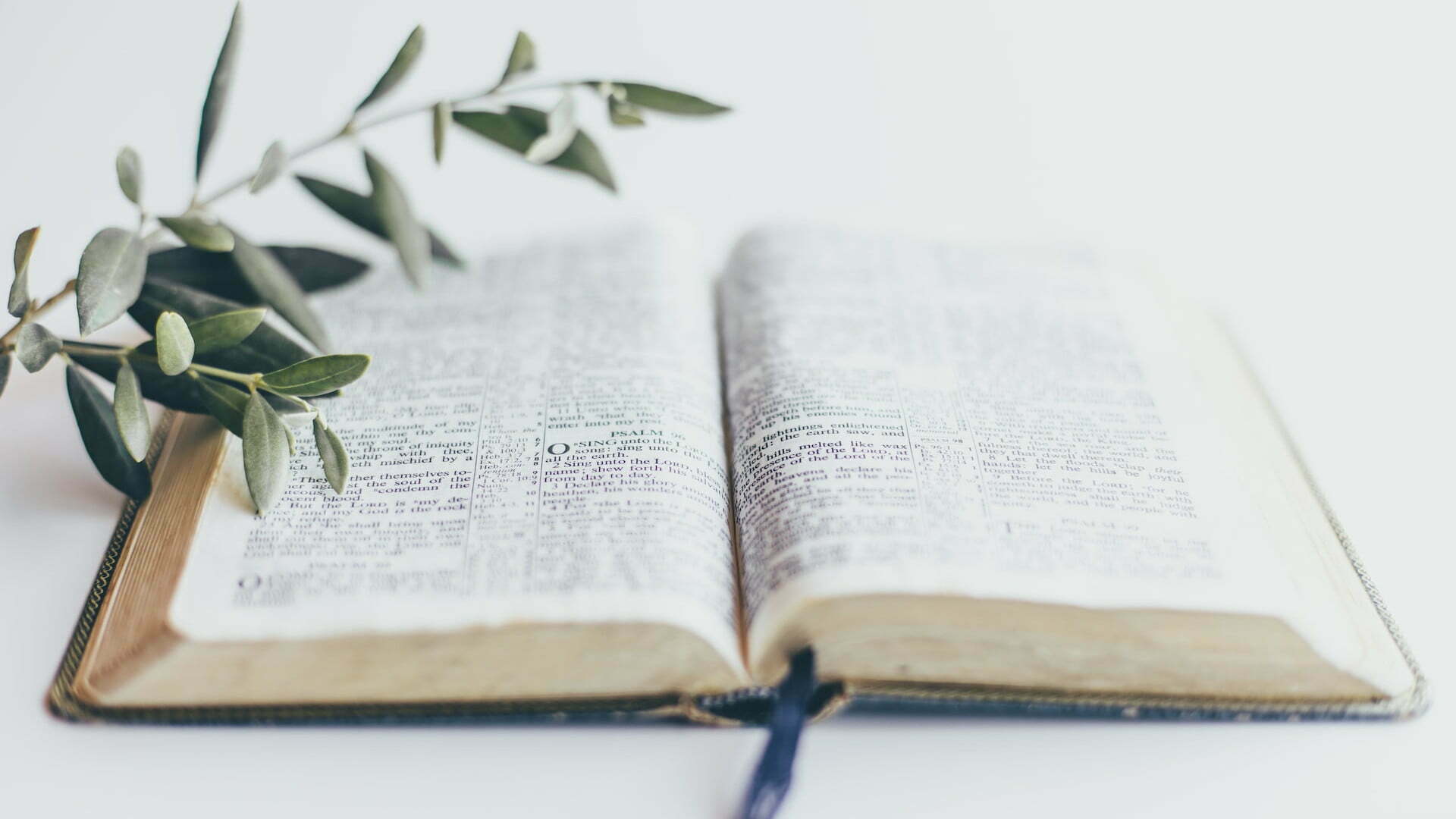 Bible and olive branch